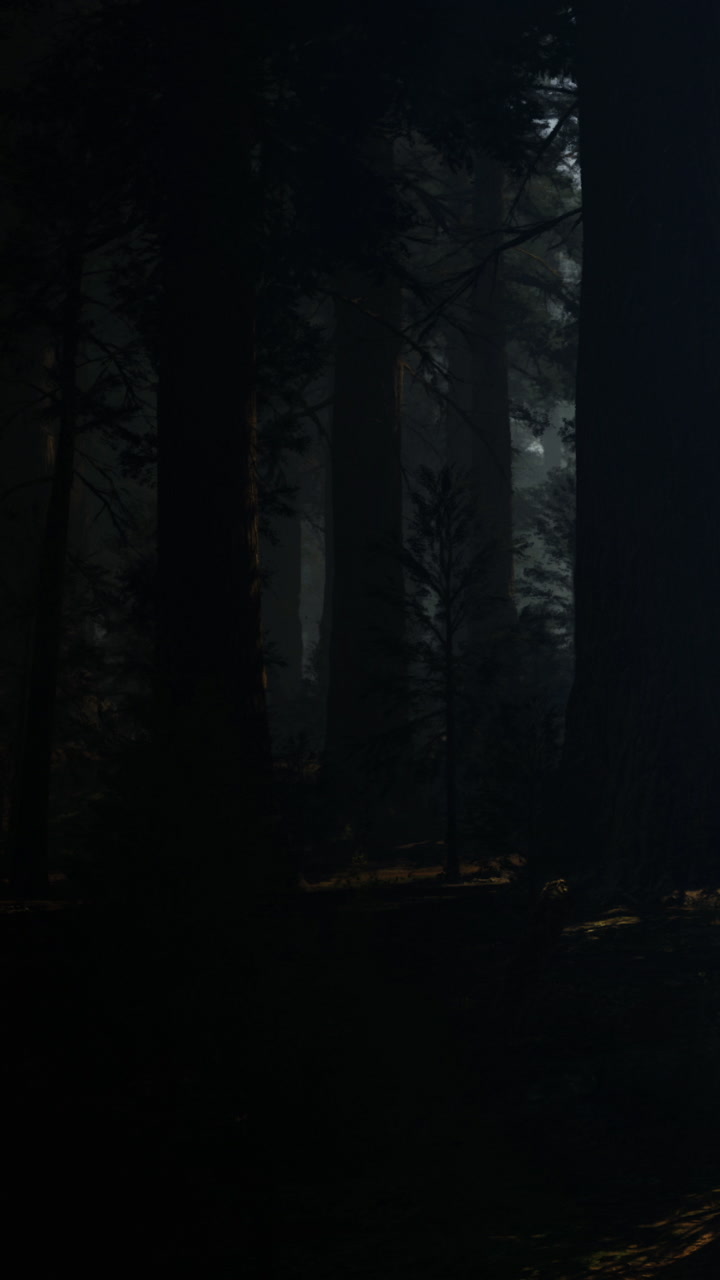 Forest at night with trees and faint light in the background