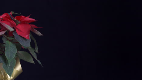 poinsettia flor de noche buena with golden cover paper spinning and slider black background