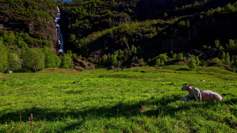 Young-sheep-grazing-on-a-vivid-lush-green-meadow-in-front-of-the-waterfall-in-Norway