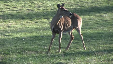 A-Whitetail-Doe-Crossing-A-Twolane-Road-Without-Concern