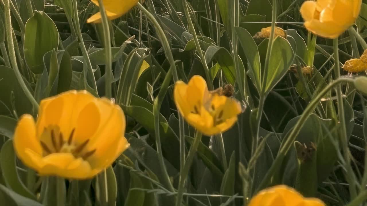 Video in primo piano di vivaci tulipani gialli in un giardino, ripreso da un'angolazione bassa.
