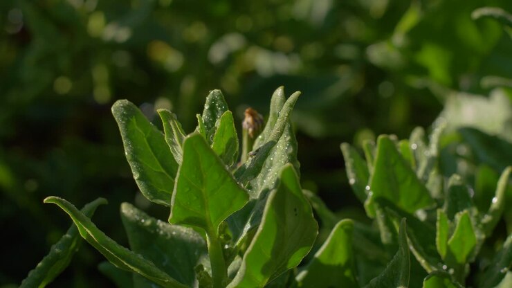 Pan across green leaves pointed up towards sunlight, glisten with water