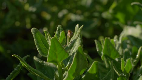 pan across green leaves pointed up towards sunlight, glisten with water