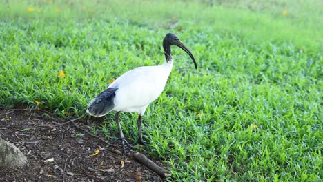 bird walking and pecking in grassy area