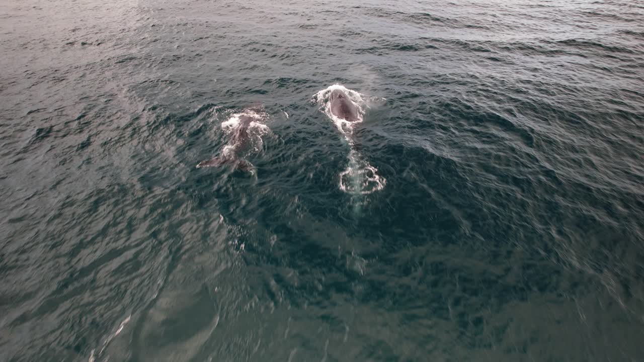 Drone Shot Of Humpback Whales Swimming In Turquoise Ocean, NSW, Australia