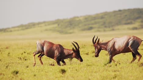 topi luchando en la lucha, animales chocando cuernos y cuernos, golpeando y golpeando cabezas en el comportamiento animal territorial, comportamiento increíble en maasai mara, kenia, áfrica