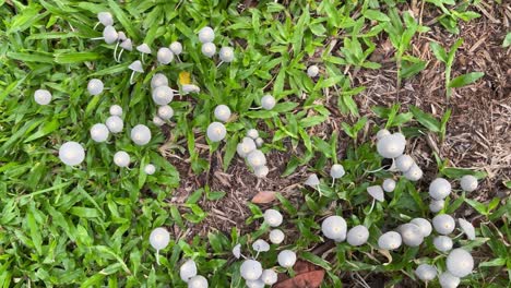 top down view of mushrooms against green leaves