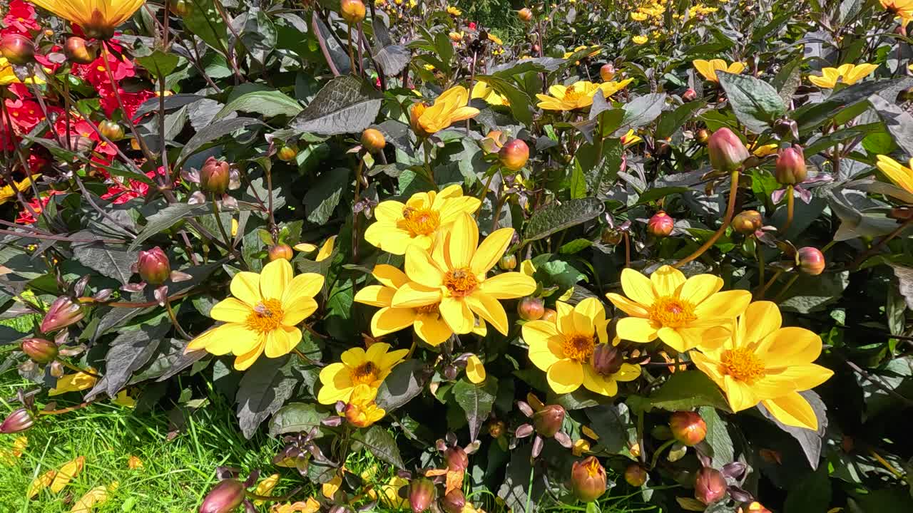 A bee moves among vibrant yellow Turnera ulmifolia flowers in a sunlit garden, with lush foliage and colorful blooms, captured in steady close-up