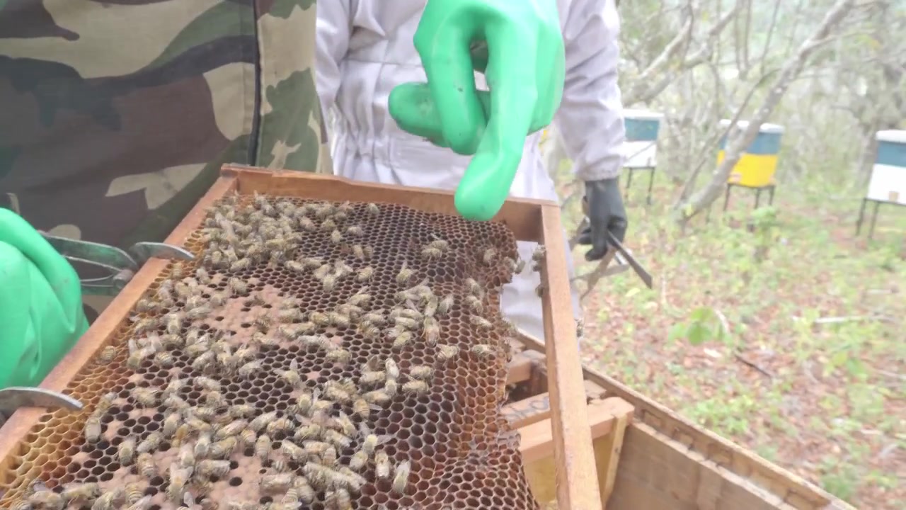 Honeybees move across a wooden brood comb frame as a gloved worker tilts it during a close inspection.