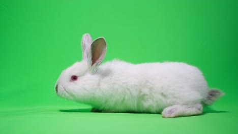 white rabbit on green screen