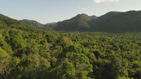 toma aérea lenta justo encima de los árboles en la selva tropical de la isla de koh chang en tailandia