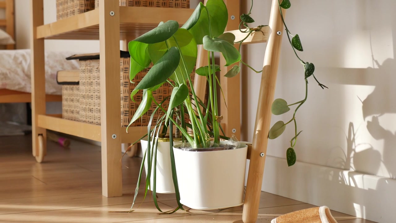 Pianta di Monstera in vaso su mensola di legno in stanza illuminata dal sole