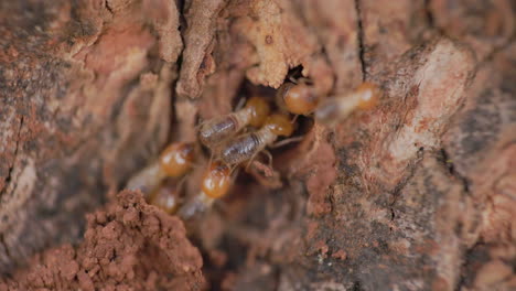 Army-of-Soldier-Termites-inspecting-tunnel-in-the-tree-trunk-to-build-their-home