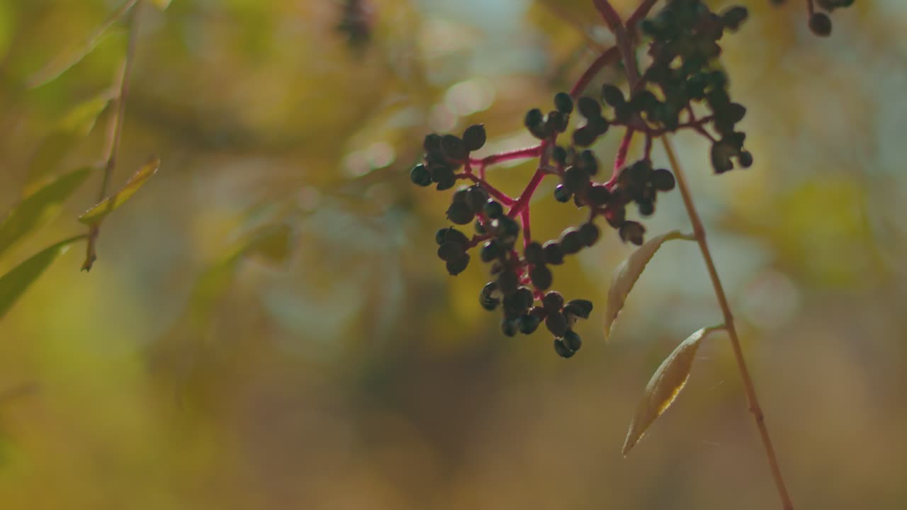 cerrar el árbol de otoño y las hojas con poca profundidad de campo a cámara lenta