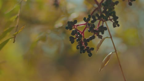 Cerrar-El-árbol-De-Otoño-Y-Las-Hojas-Con-Poca-Profundidad-De-Campo-A-Cámara-Lenta