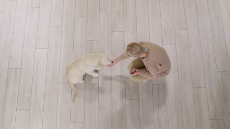 woman training a golden retriever puppy, top view