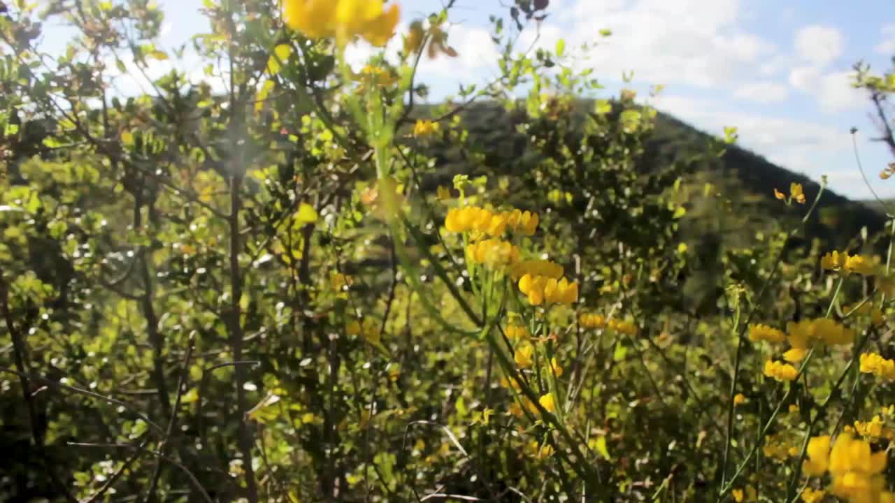 Yellow Flowers and a Hill