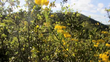 flores amarillas y una colina