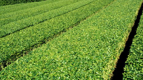 close-up view of tea plantation in japan