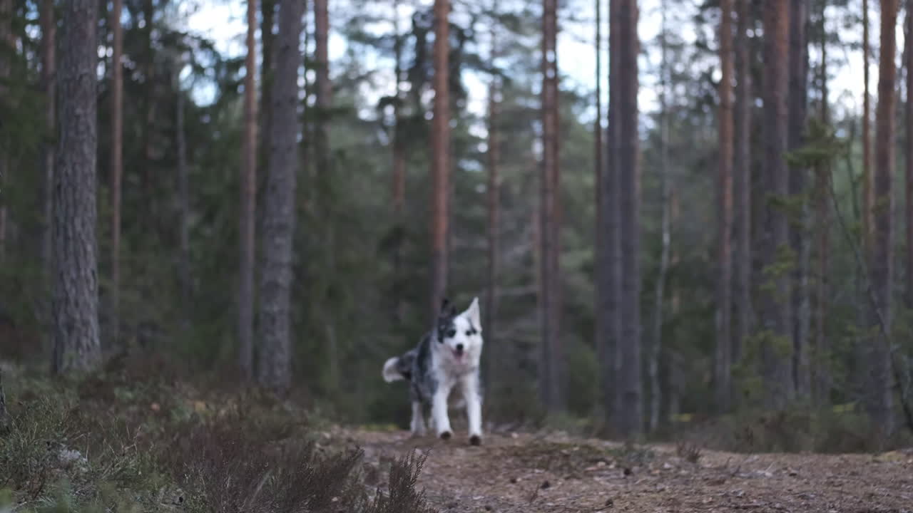 un perro pastor corre hacia la cámara, se detiene y comienza a huir