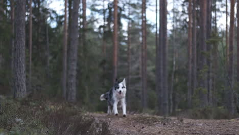 A-shepherd-dog-runs-towards-camera,-stops,-and-starts-to-run-away