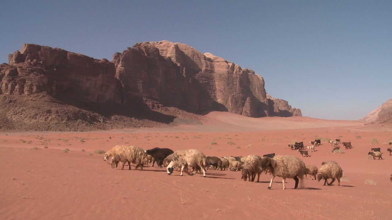 양과 염소는 와디 럼 요르단의 베두인 양치기에 의해 멀리 인도됩니다.