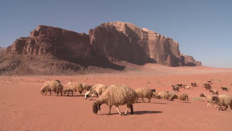 羊和山羊在远处被一个贝都因牧羊人带走在约旦的wadi rum