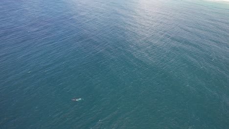 humpback whales on turquoise seascape in new south wales, australia - aerial shot