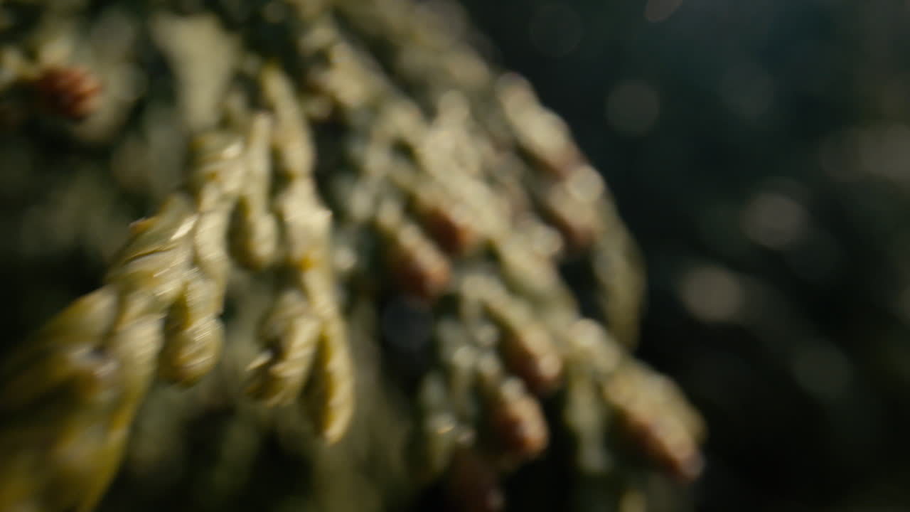 바람에 흔들리는 늪 삼나무 가지에 근접