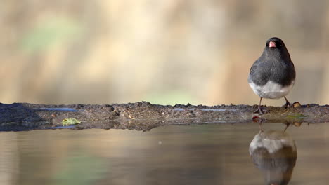 Reflection-On-A-Clear-Water-Of-A-Dark-Eyed-Junco-Drinking-With-Blurry-Background