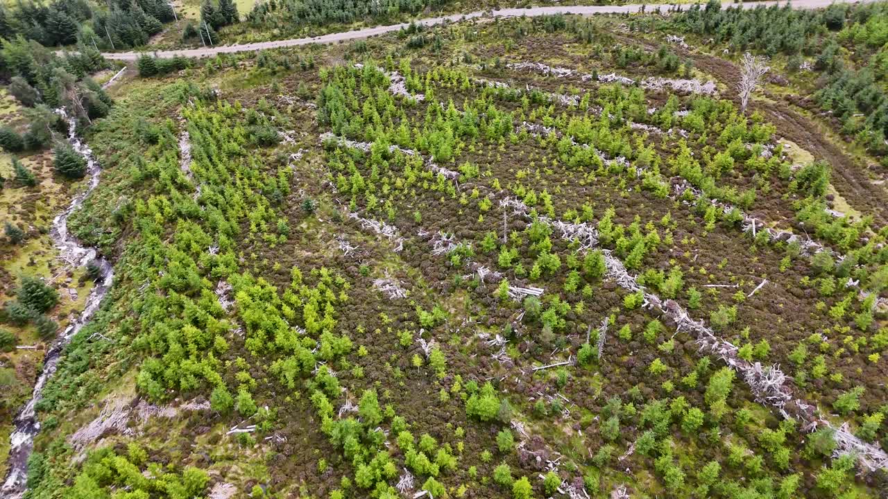 Drone footage glides over a Sitka spruce plantation with visible logging rows and regrowth, under diffuse daylight in the Scottish Highlands