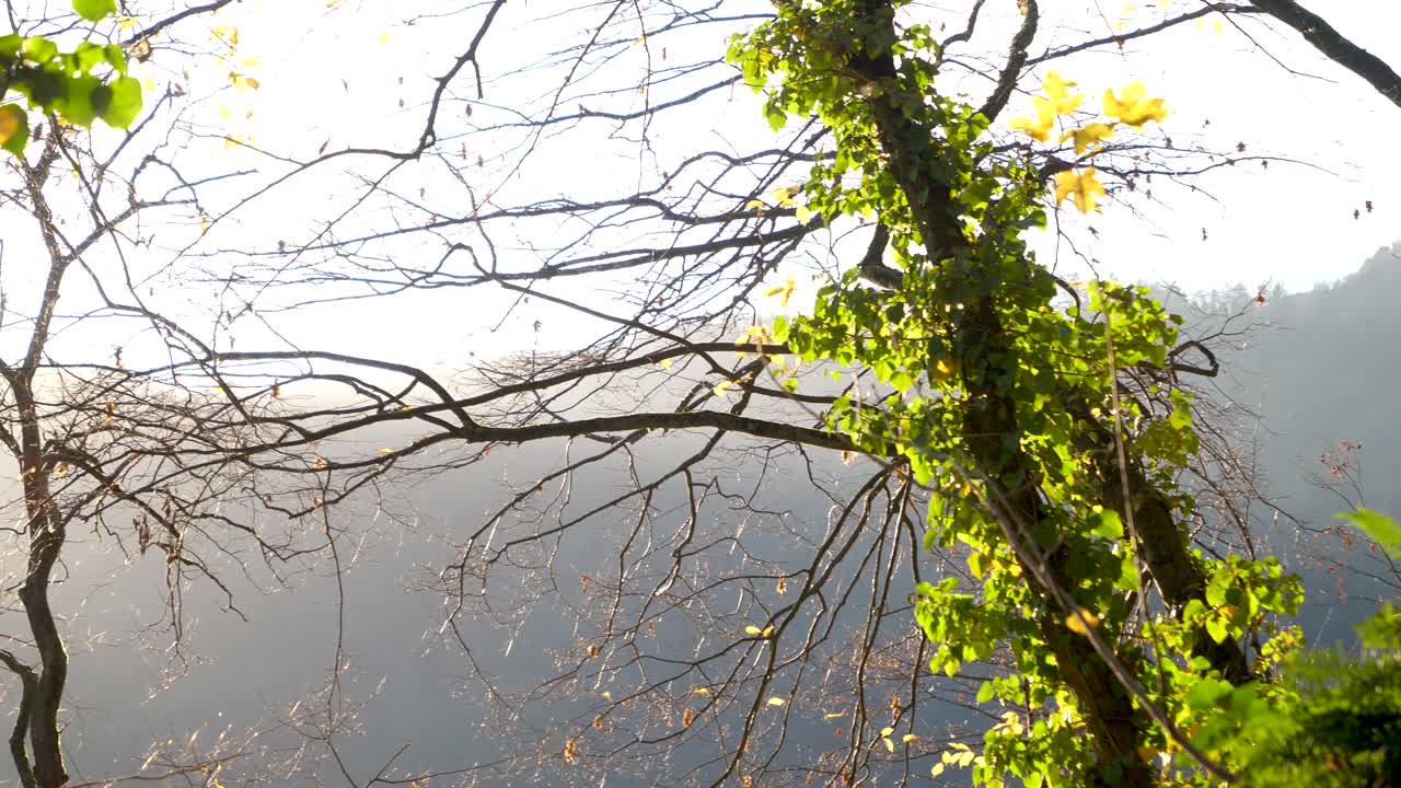 Sunny day in an austrian forest near the danube. Sunlight is shining in the autumn forest. There are still many plants and trees with green leaves.