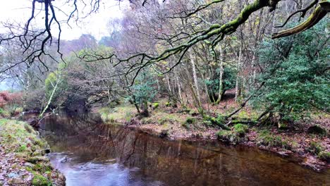 irlanda lugares épicos paisaje de invierno irlandés arroyo en movimiento lento bosque espeluznante en wicklow irlanda