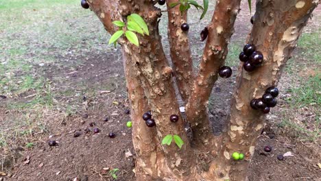 ripe jabuticabas hanging on a tree trunk