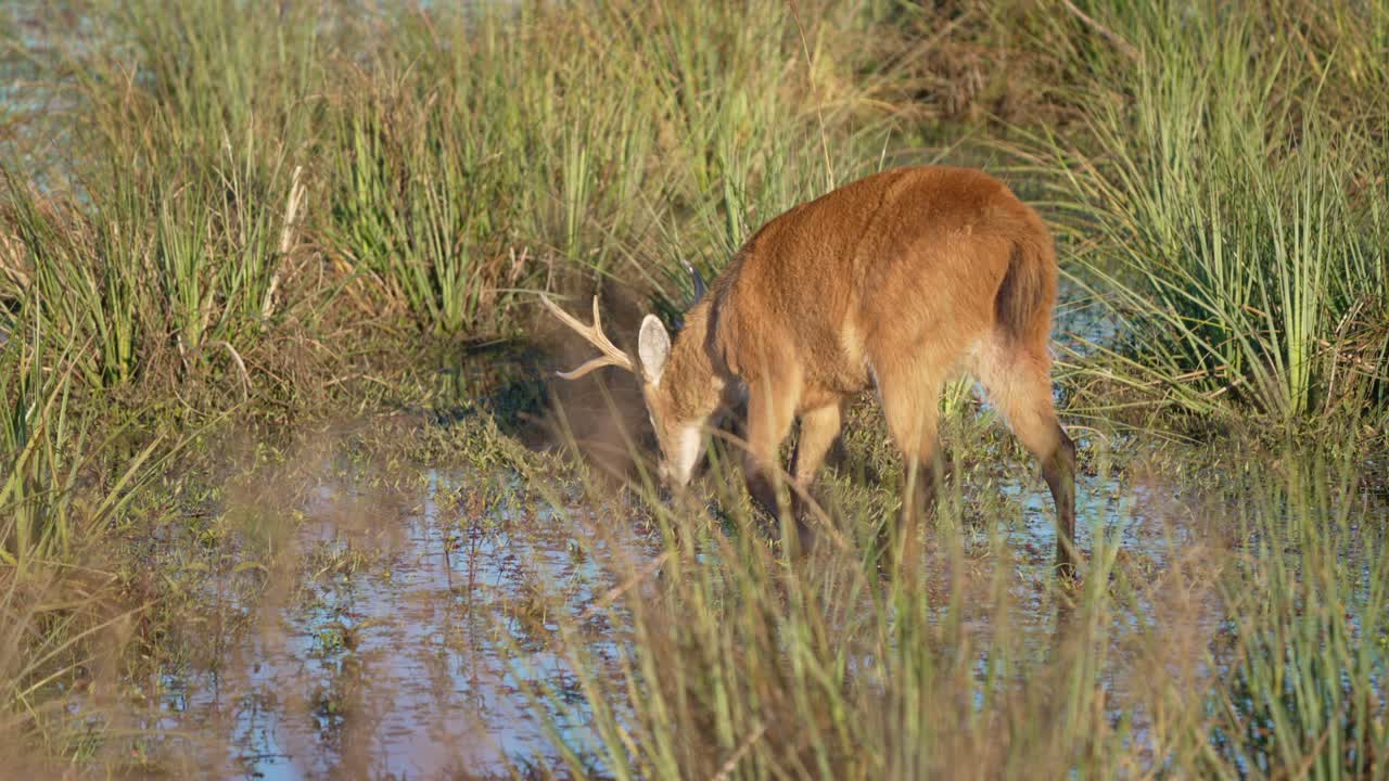 Male Marsh Deer Walking In The Wetland On A Sunny Day. - tracking shot