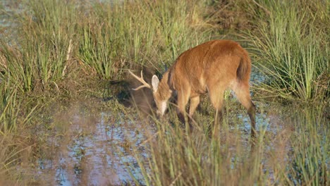 male marsh deer walking in the wetland on a sunny day. - tracking shot