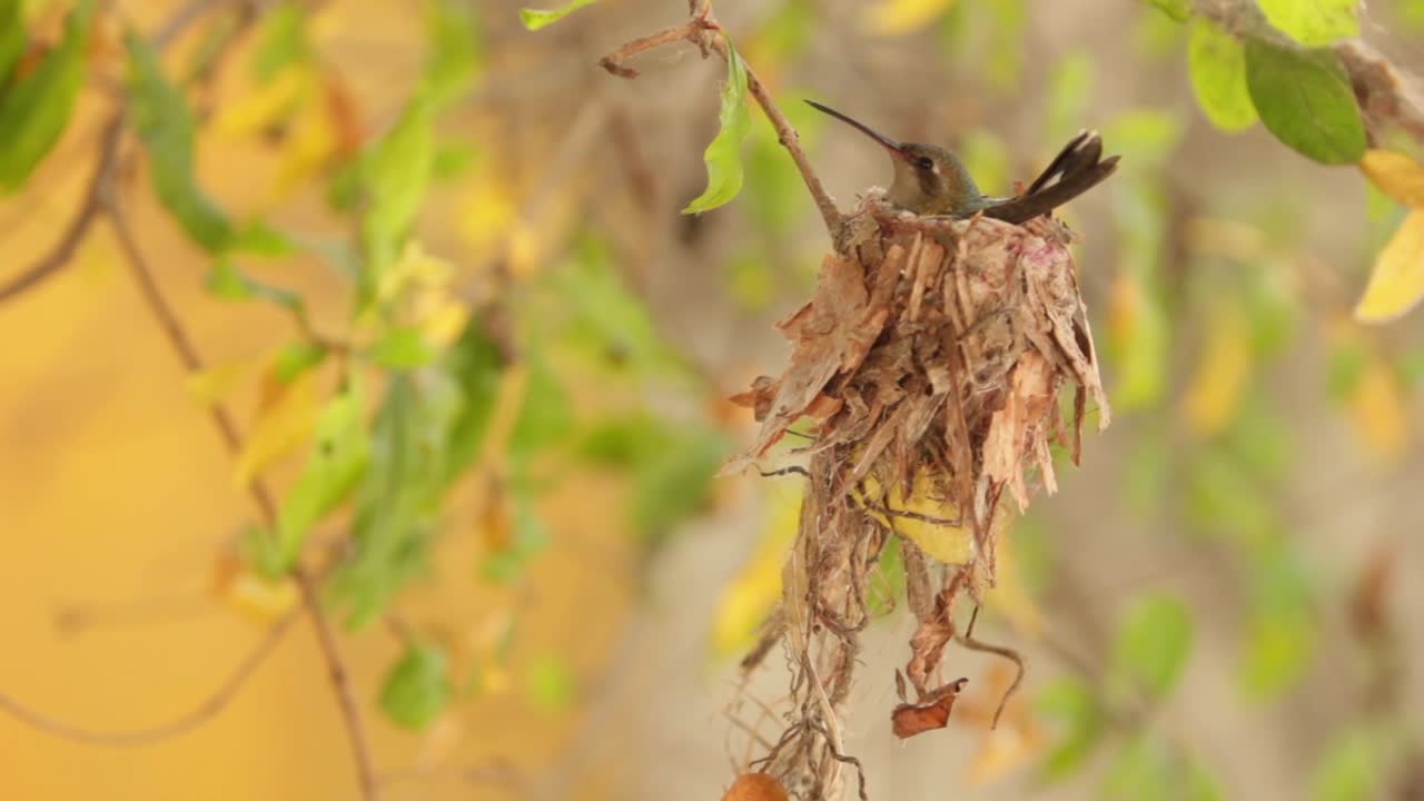 wide scene of a hummingbird sit on a clutch of eggs in his nest, the wind slowly moves the branches