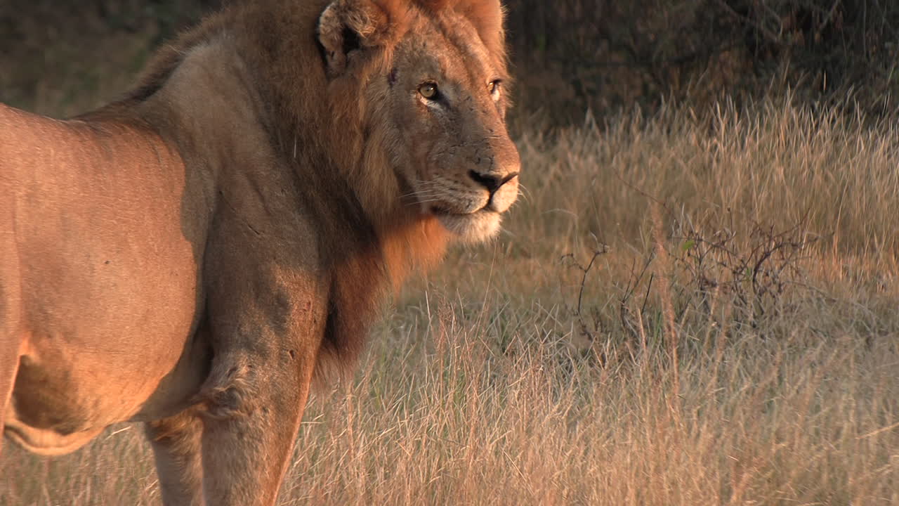hermoso león macho de pie en la luz dorada del sol africano con espacio de copia