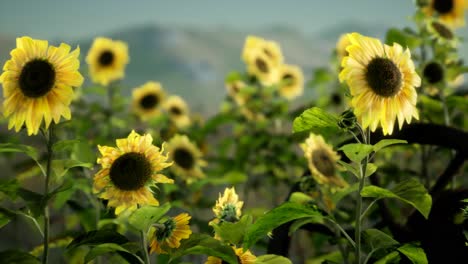 old vintage style scythe and sunflower field