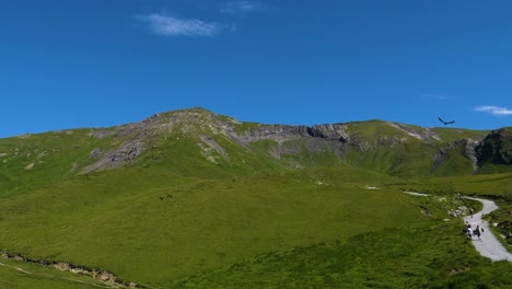 black-bird,-alpine-chough-flying-in-slow-motion,-beautiful-mountain-scenery-with-blue-sunny-sky-and-birds-flying