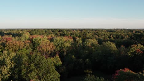 aerial drone flying over dense green forest during an autumn season with colorful trees during evening time