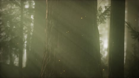 wild pine forest at sunrise