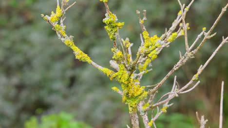 hongos de las teloschistaceae. hongos formadores de líquenes