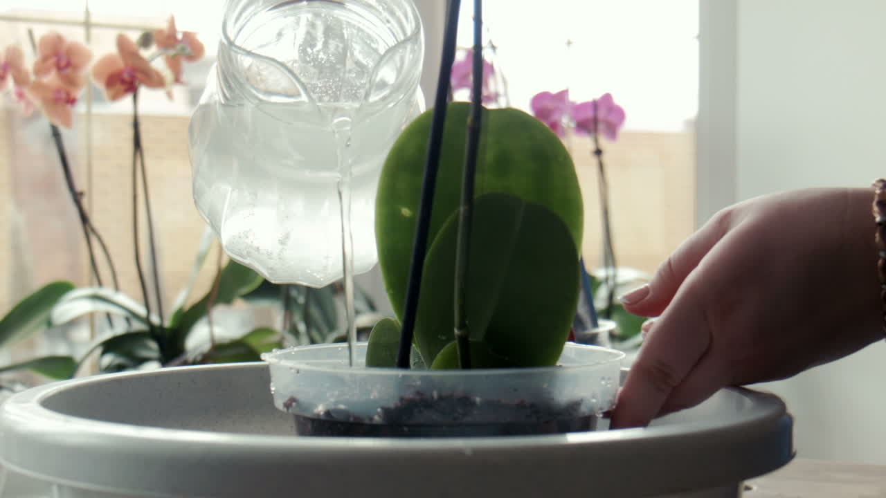 Woman Pouring Water in Modern Kitchen (Stock Footage)