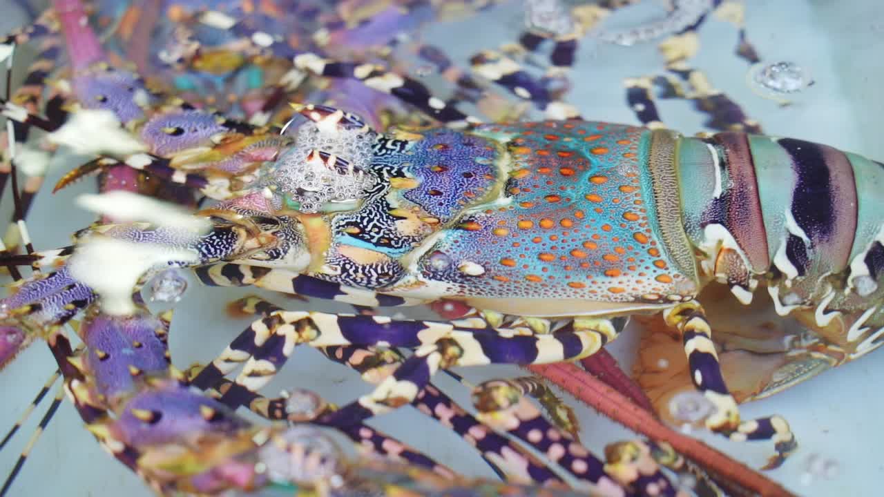 다채로운 호박 전시