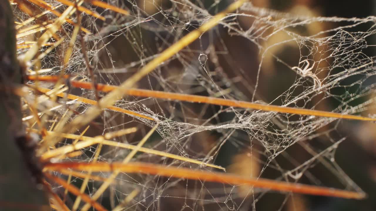 Close up green cactus with yellow spines within a desert environment, city park in Barcelona, Montjuic. African background