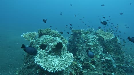 Peces-Tropicales-Alrededor-De-Un-Arrecife-De-Coral-En-El-Fondo-Del-Océano,-Acropora-Valida,-En-Cámara-Súper-Lenta