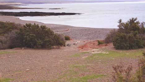 Cinematic-Reveal-shot-showing-penguins-coming-up-the-shore-towards-their-nesting-colony