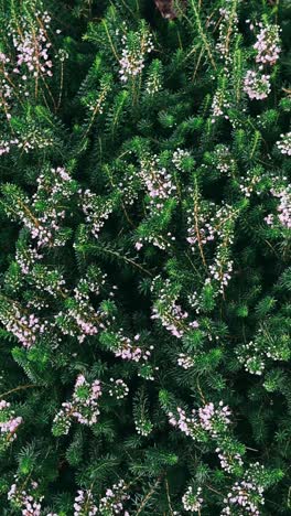 close-up of a heath plant with tiny pink flowers