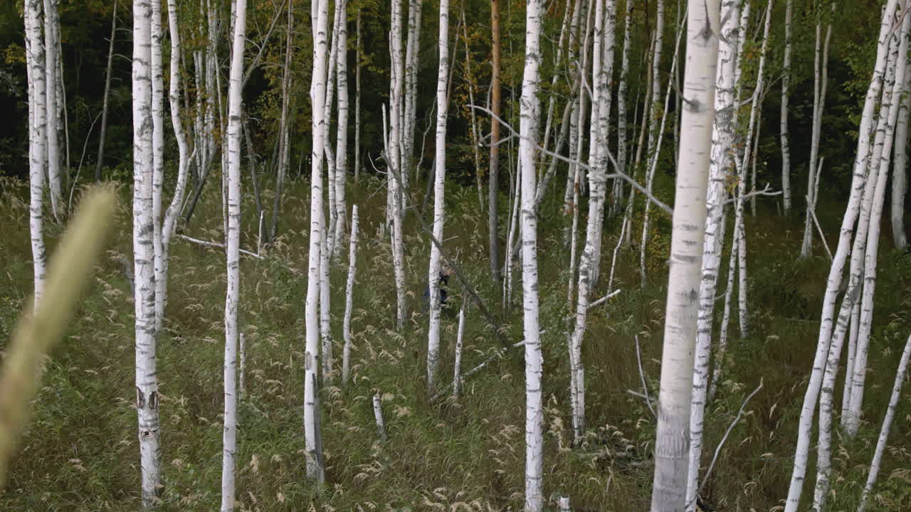 caminando por un bosque de abedul